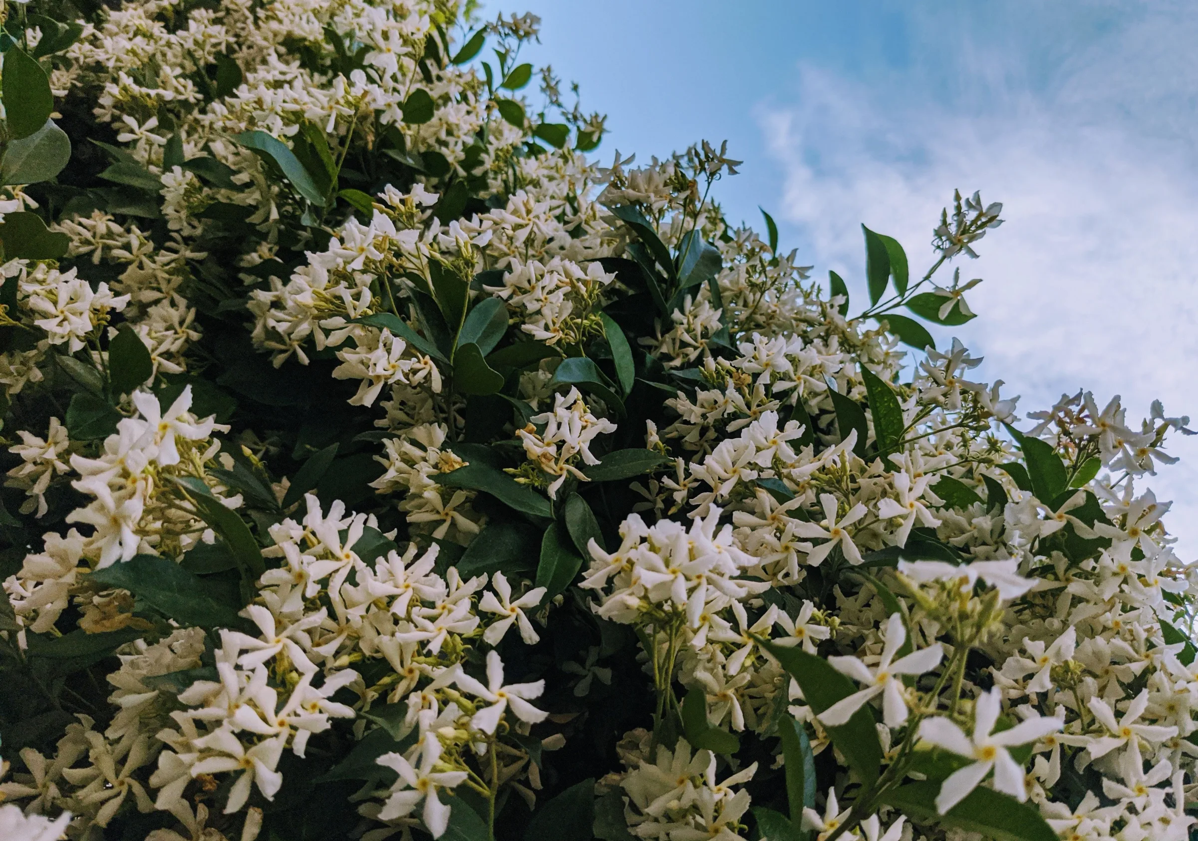 Jasmine Village: A Story That Begins with a Flower